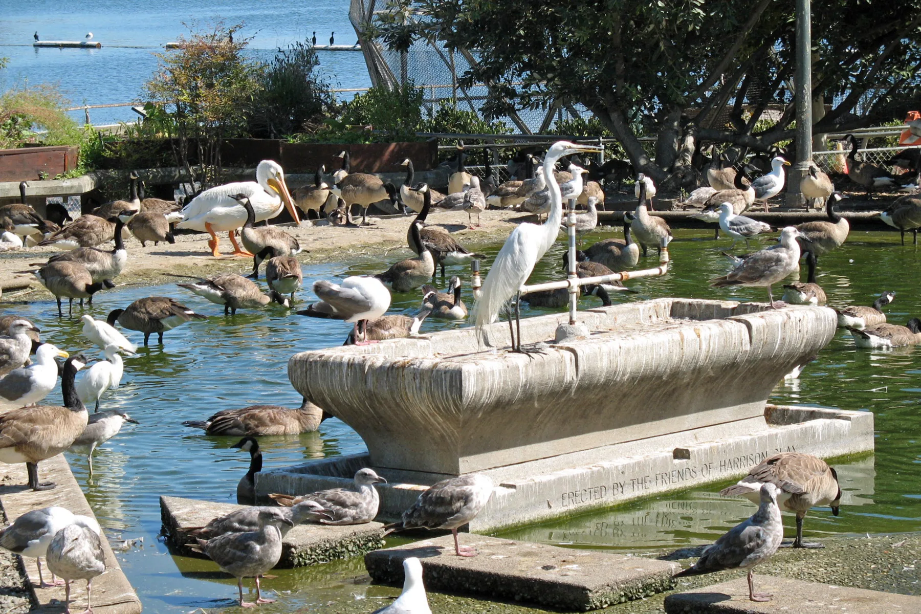 Pelicans and other waterbirds gathered beside a stone fountain at Lake Merritt